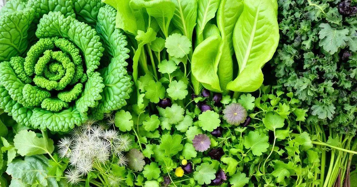 Benefits of Bitter Greens