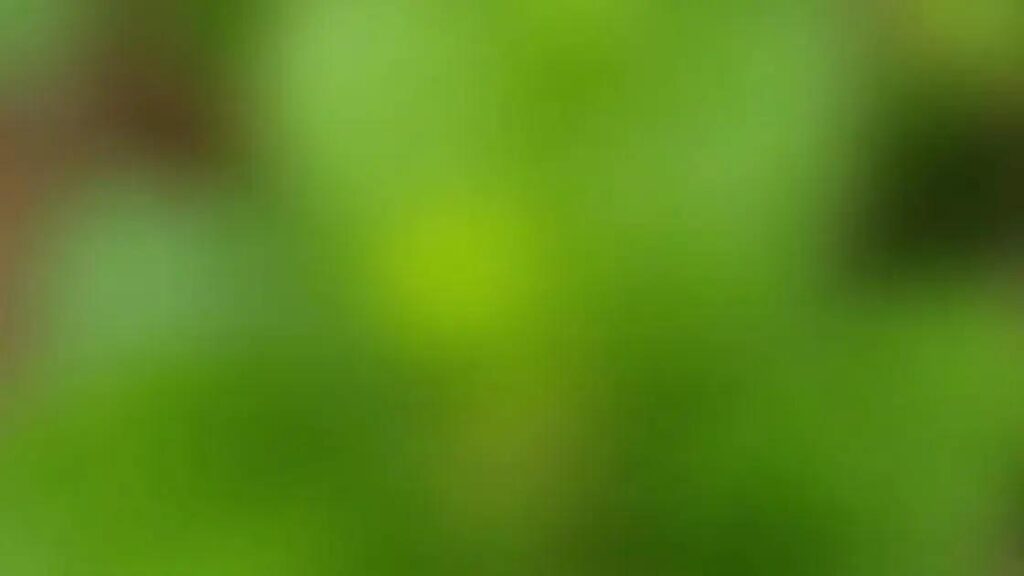 Can Plant Herbivirillis Improve Erection Quality? Uncover the Truth