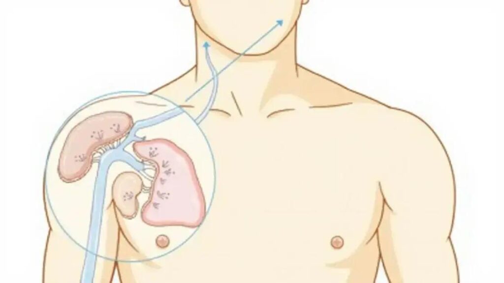 How Does Mens Grow Work in the Body? Uncover the Facts
