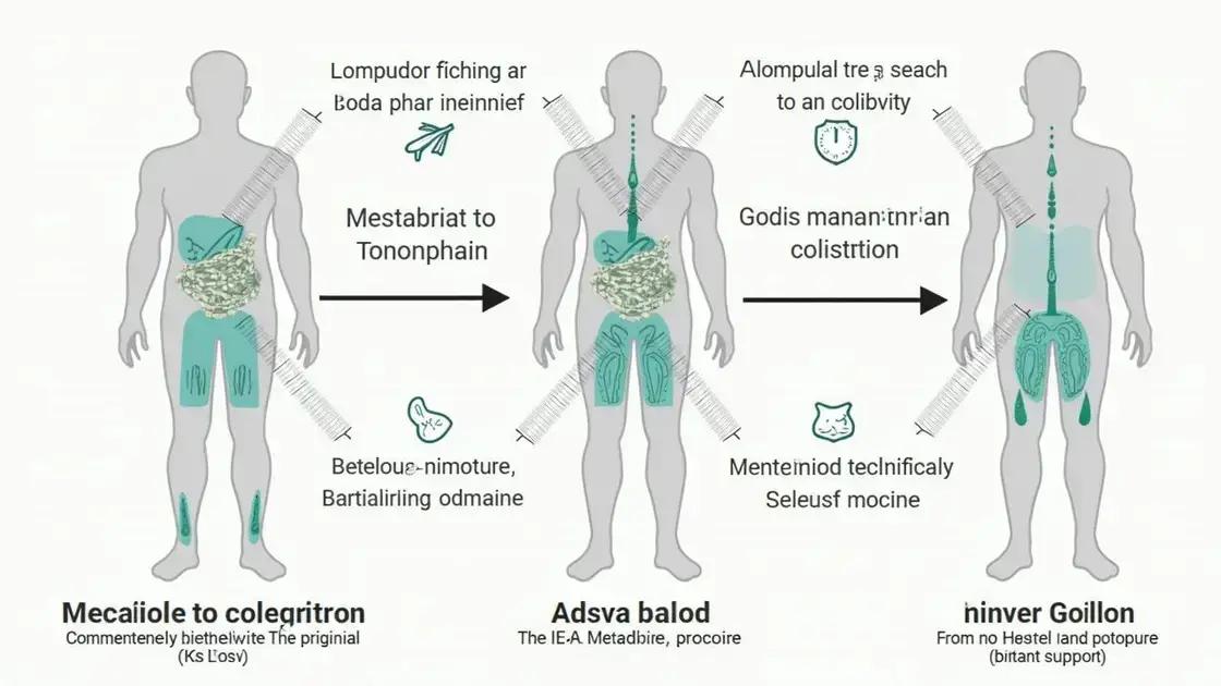 How Erettus Acts in Our Body