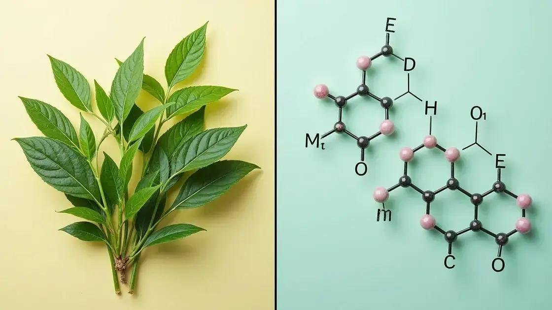 Natural vs Synthetic Ingredients