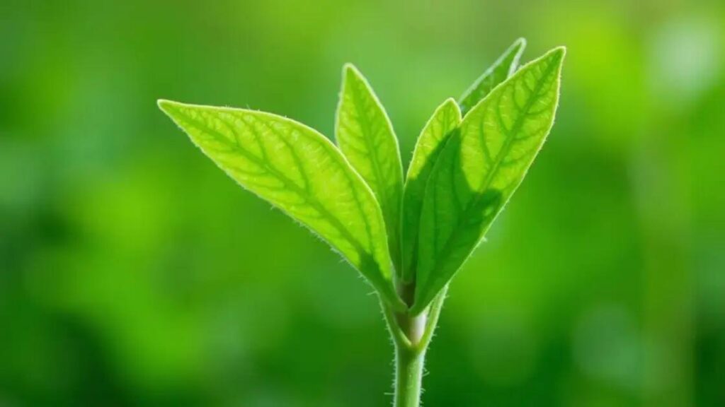 Plant Herbivirillis: 3 Signs It's Working Wonders for You