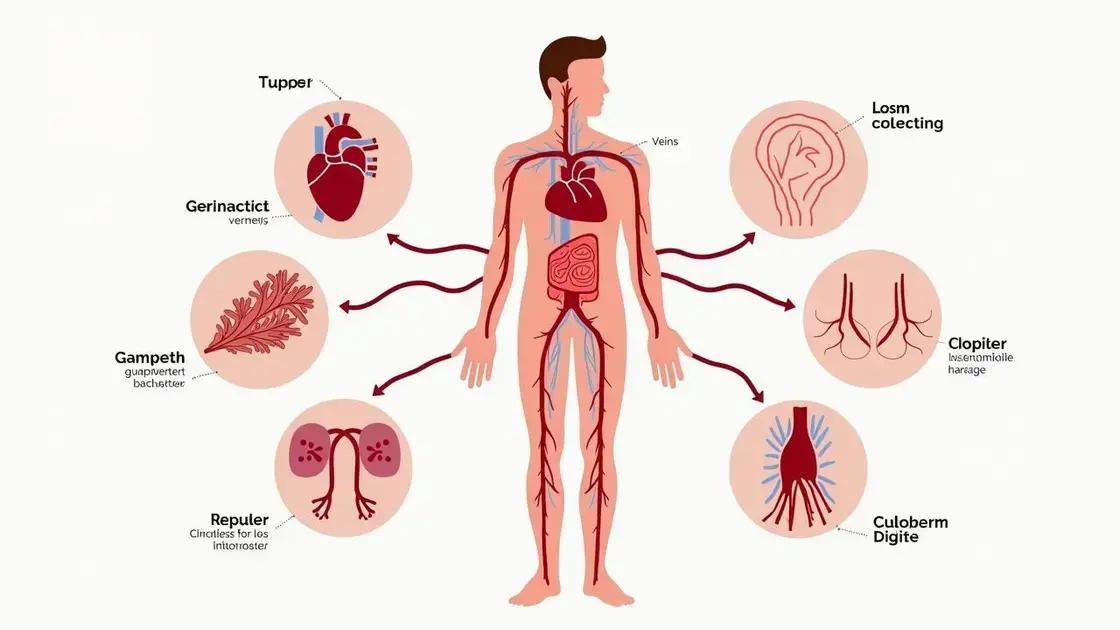 Understanding Blood Circulation