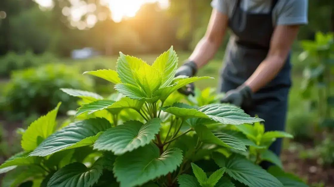 Understanding Plant Herbivirillis