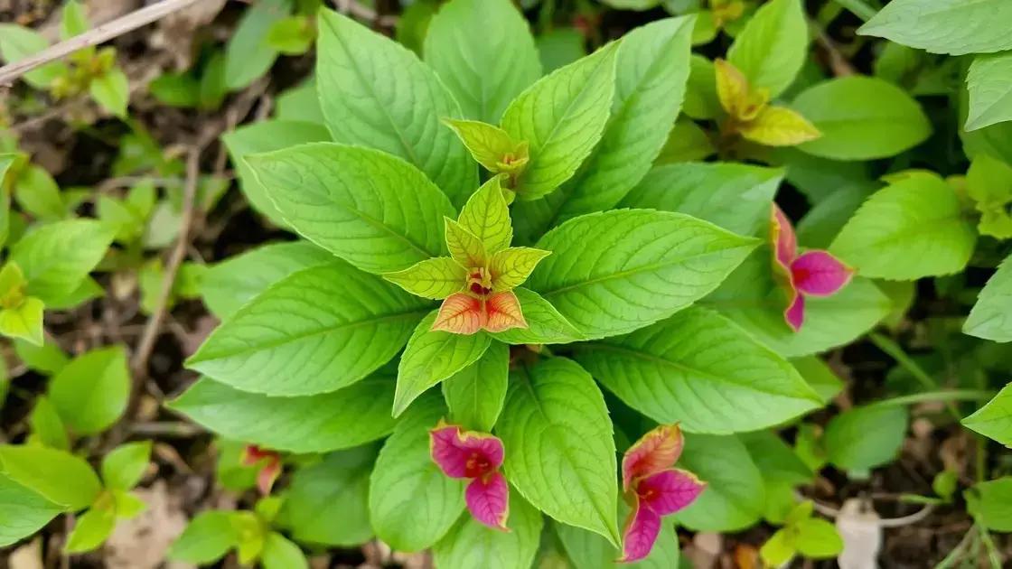 Understanding Plant Herbivirillis and Its Properties Understanding Plant Herbivirillis and Its Properties