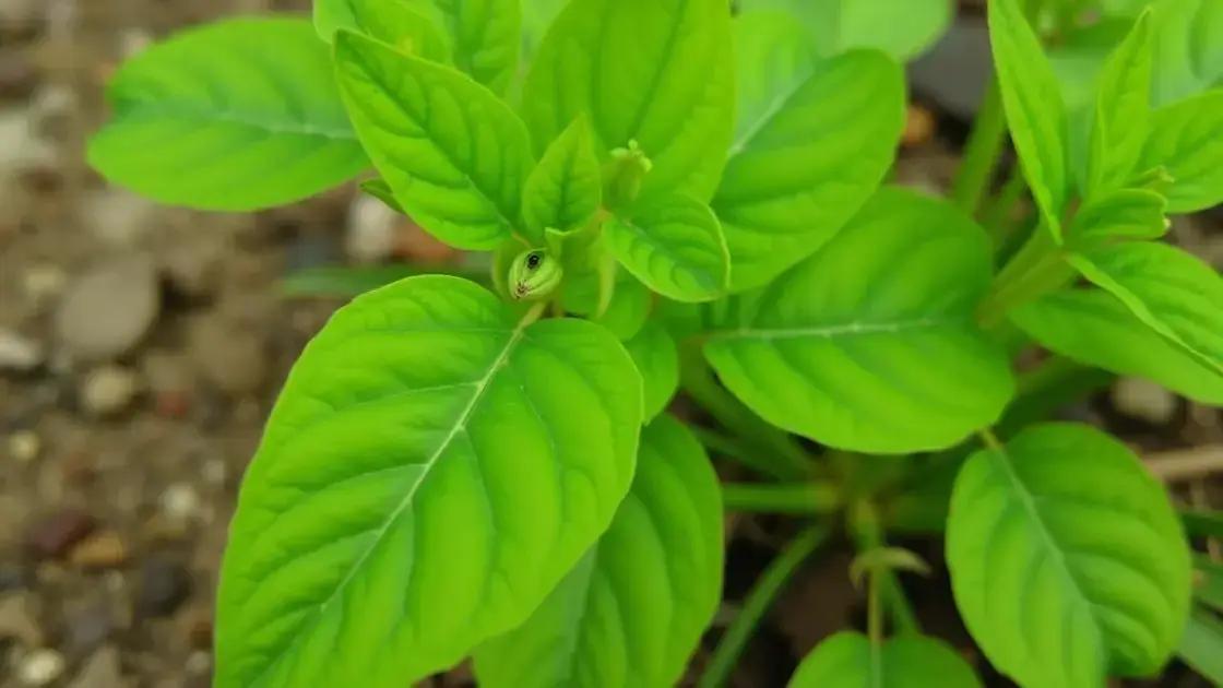 What is Plant Herbivirillis?