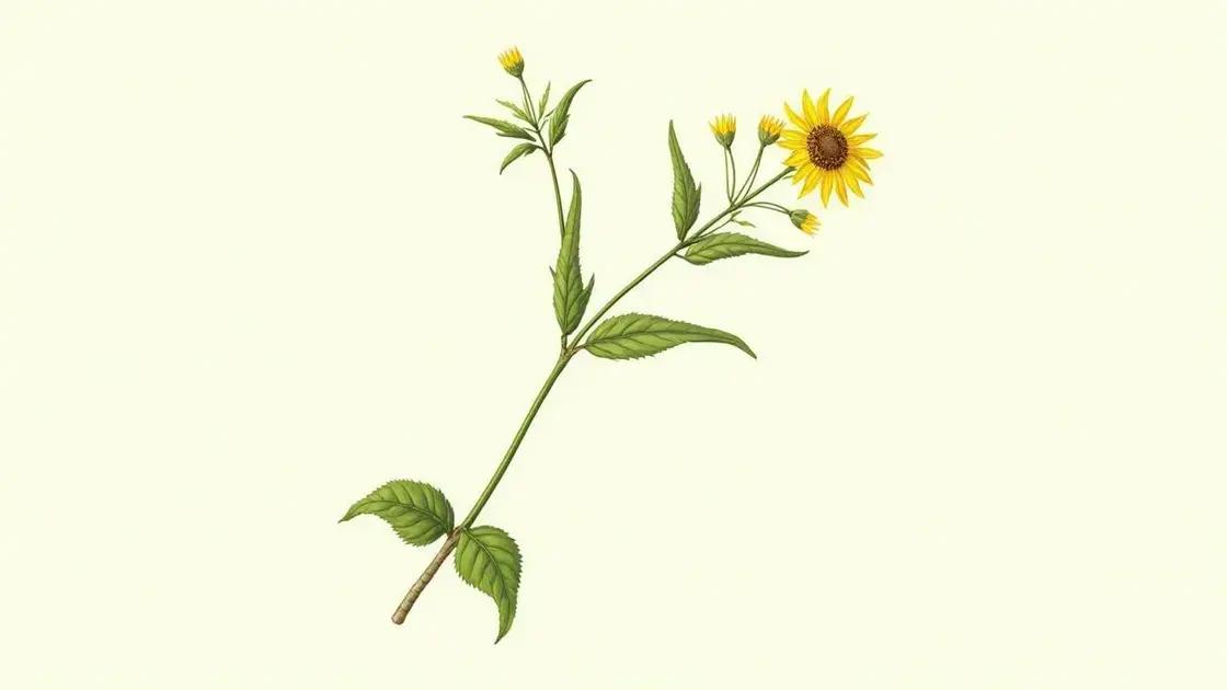What is Plant Herbivirillis?