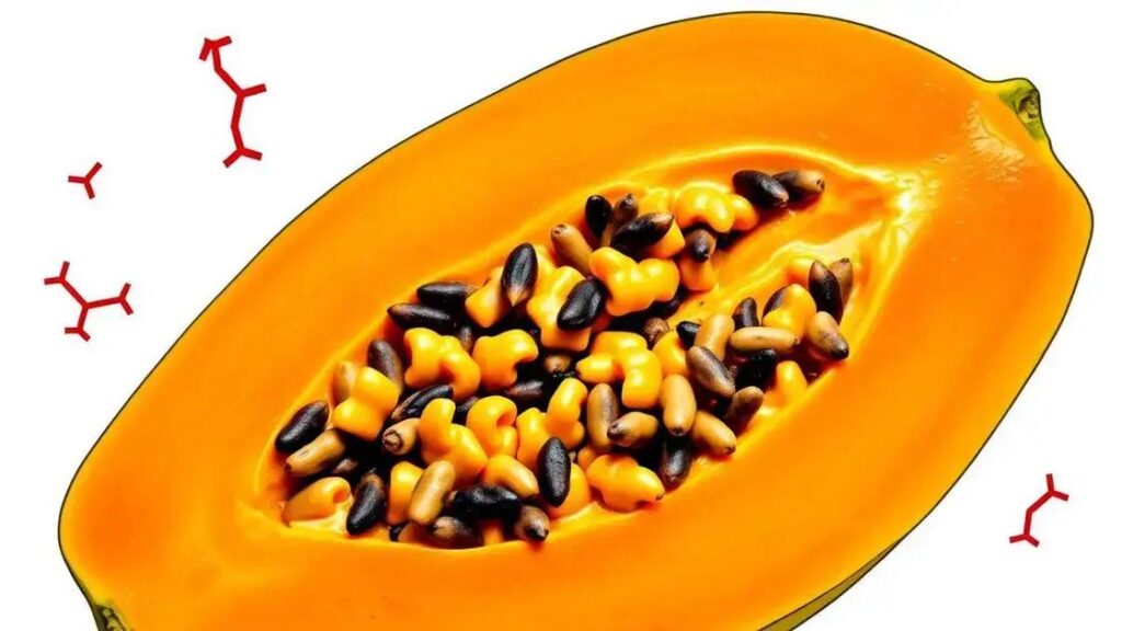 Does Papaya Help Boost Testosterone Levels Naturally?