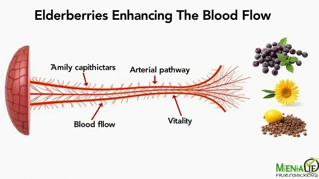 How Elderberries Enhance Circulation