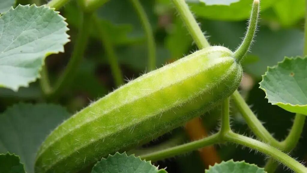 How Long Does It Take for African Cucumber to Show Results?