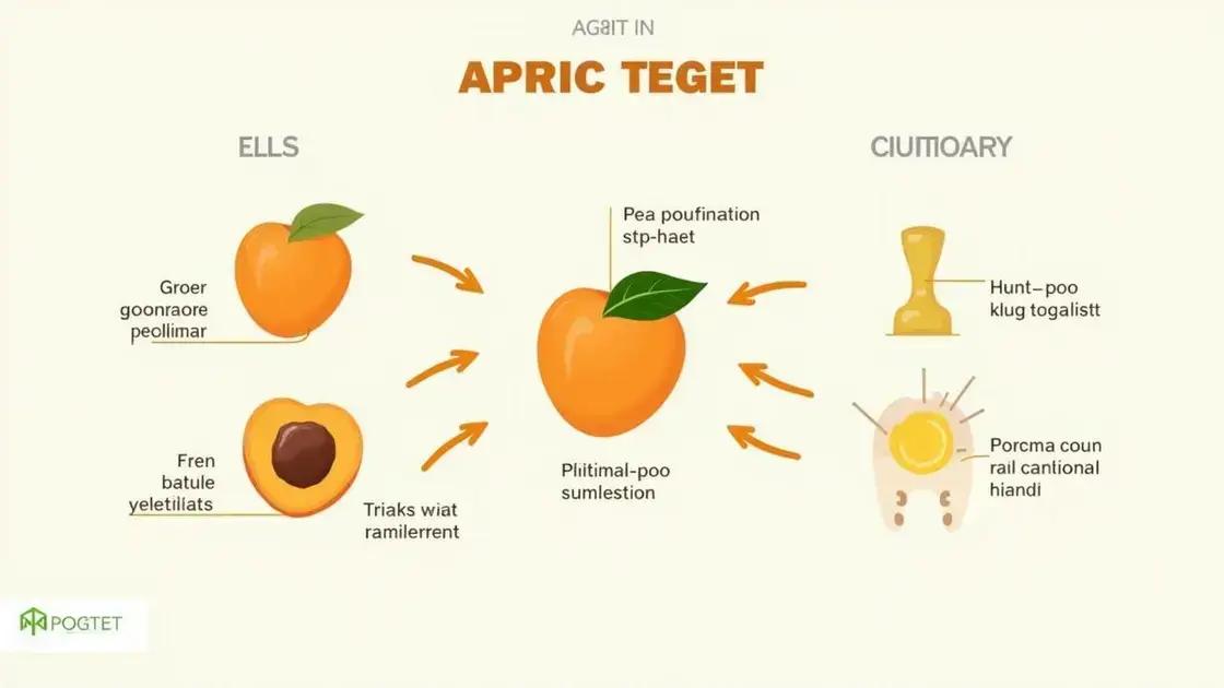 Scientific Studies on Apricots and Testosterone