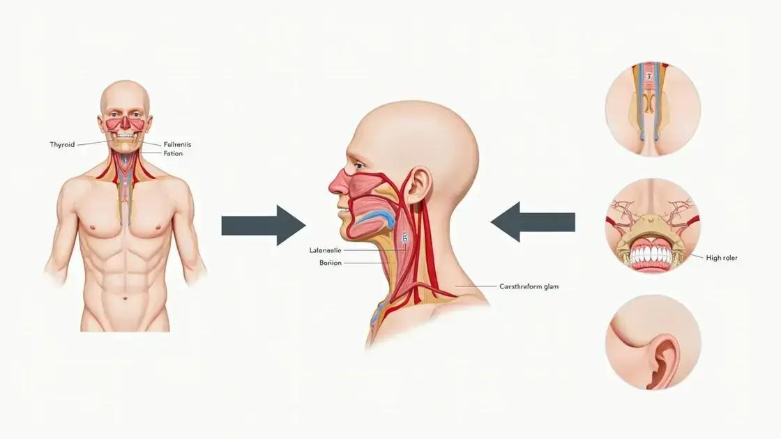 The Role of Thyroid Hormones