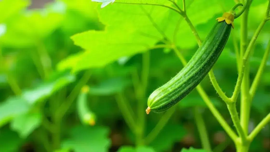 Understanding African Cucumber Growth Rate