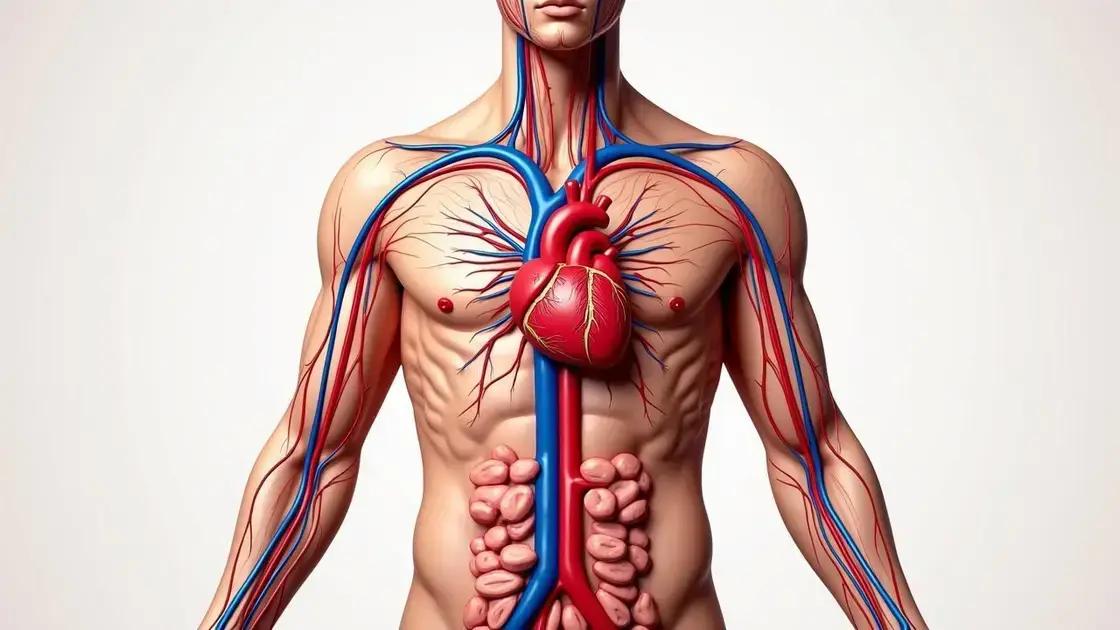 Understanding Blood Circulation