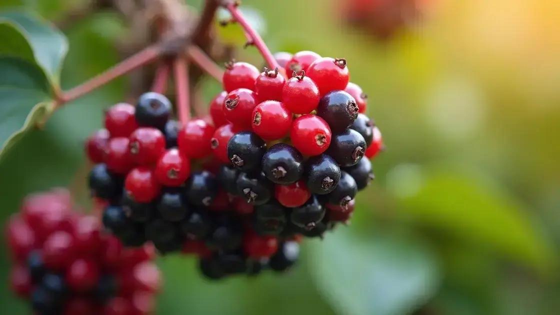 Understanding Elderberries and Their Benefits