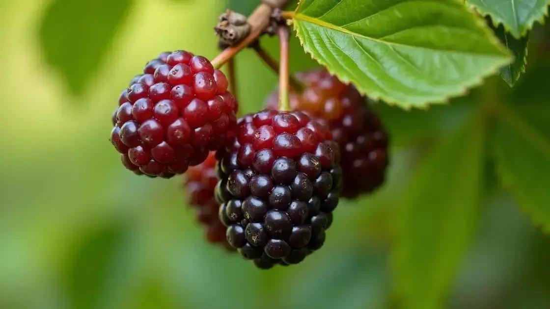 What are Mulberries?